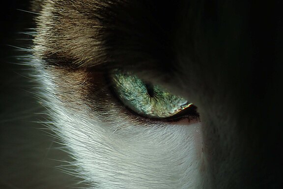 Close up einer Katze